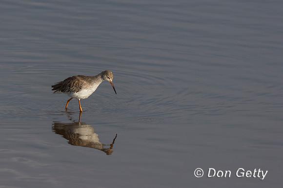 Common Redshank,