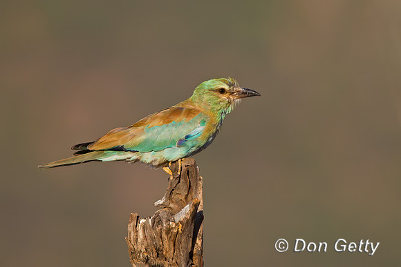 European Roller