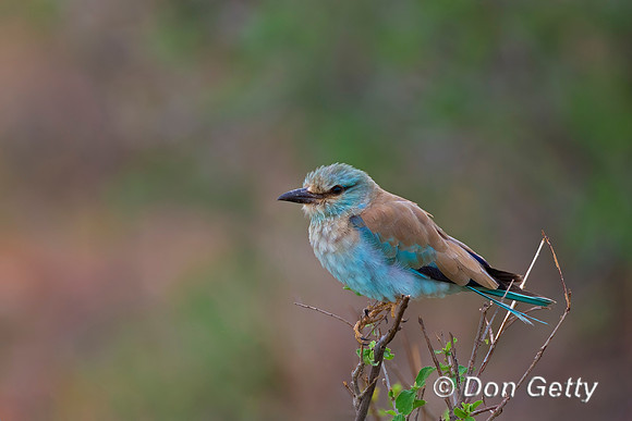 European Roller