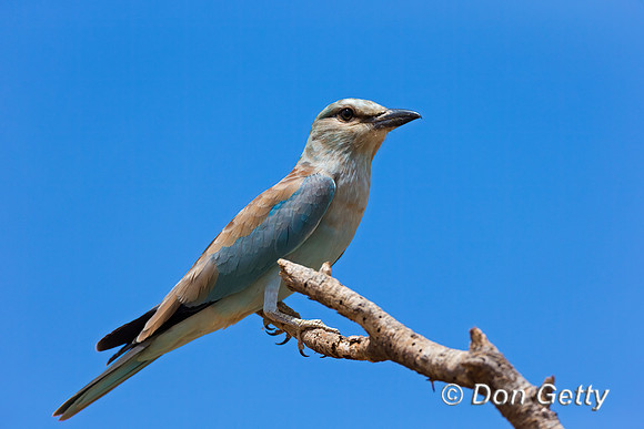 European Roller