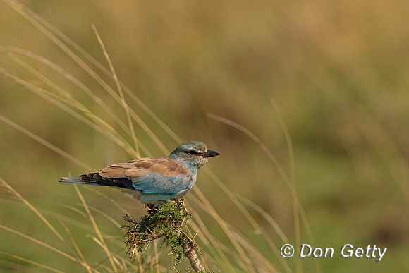 European Roller