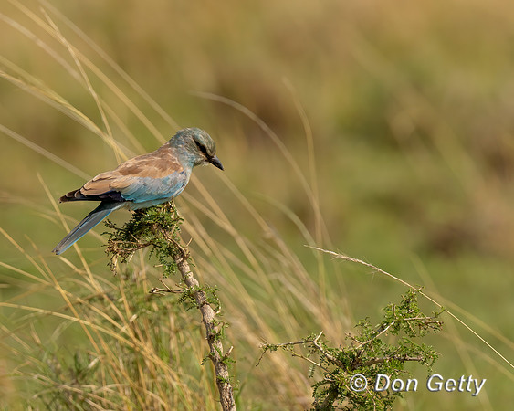 European Roller