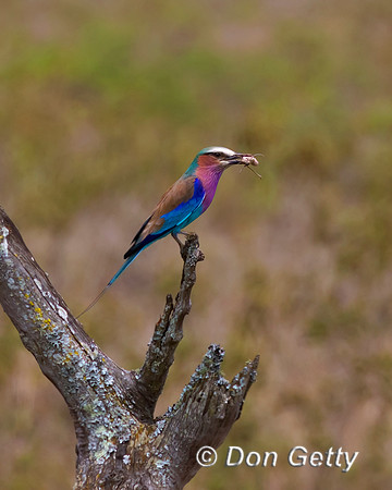 Lilac-breasted Roller