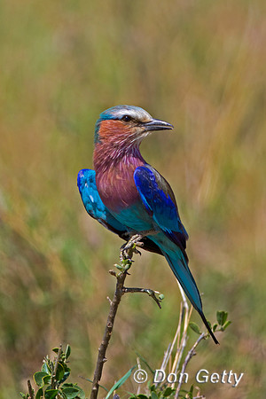 Lilac-breasted Roller