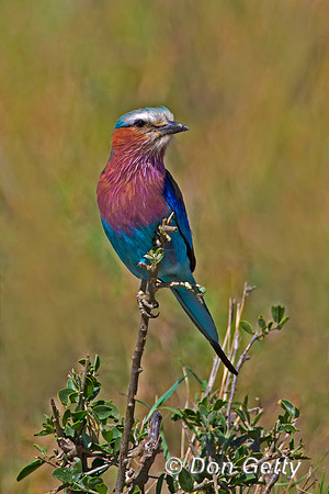 Lilac-breasted Roller