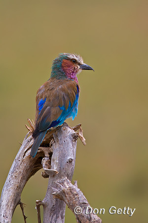 Lilac-breasted Roller