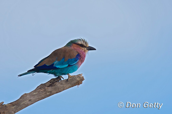 Lilac-breasted Roller