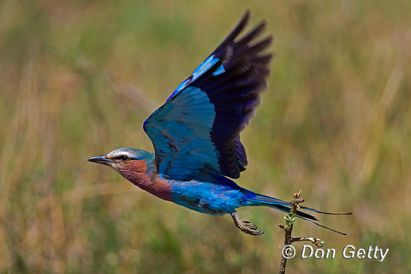 Lilac-breasted Roller