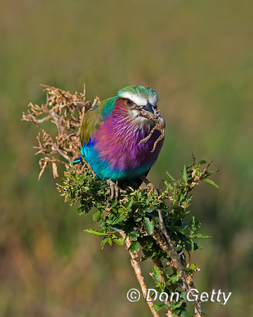 Lilac-breasted Roller
