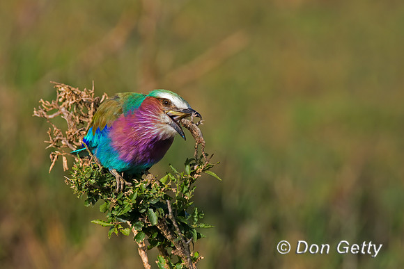 Lilac-breasted Roller