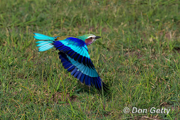 Lilac-breasted Roller