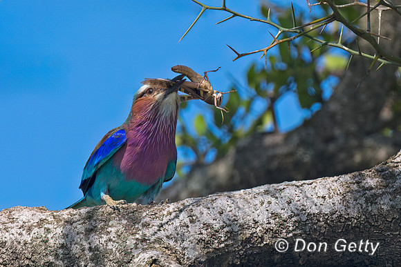 Lilac-breasted Roller
