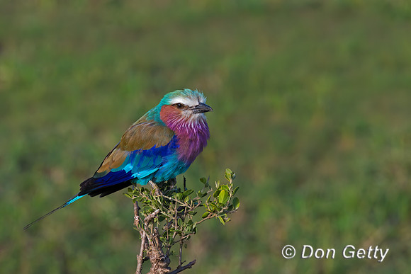 Lilac-breasted Roller