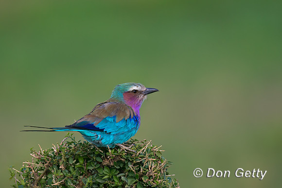 Lilac-breasted Roller