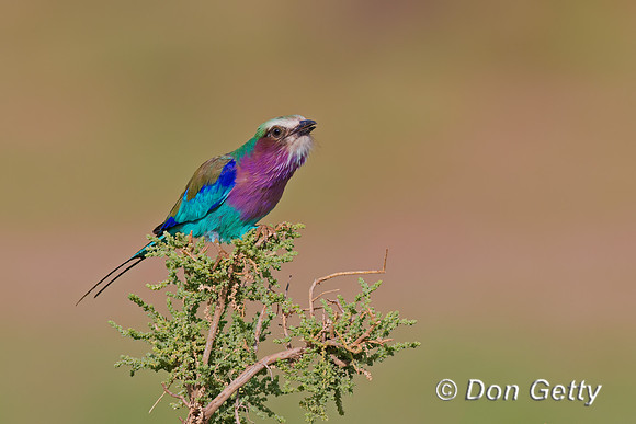 Lilac-breasted Roller