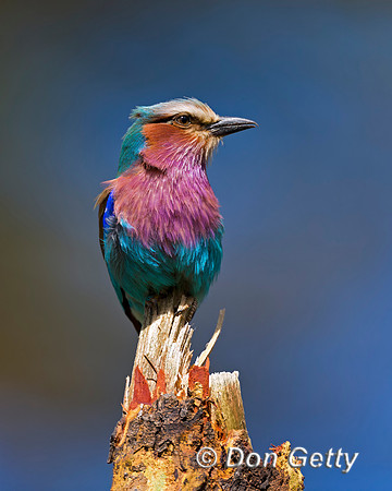 Lilac-breasted Roller