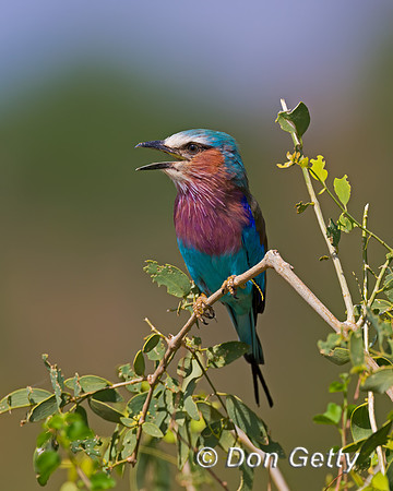 Lilac-breasted Roller