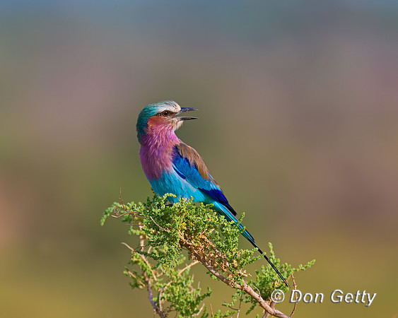 Lilac-breasted Roller