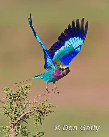 Lilac-breasted Roller