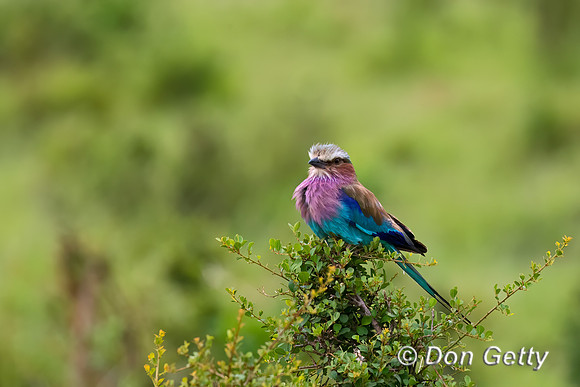 Lilac-breasted Roller