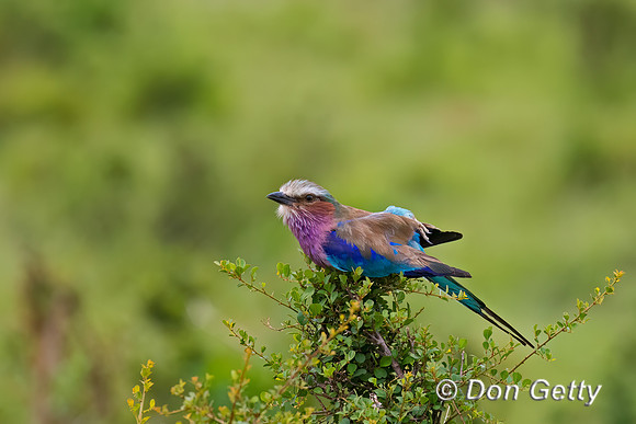 Lilac-breasted Roller