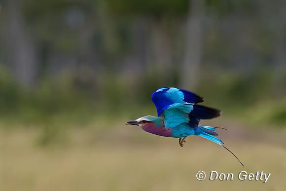 Lilac-breasted Roller