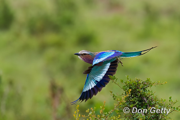 Lilac-breasted Roller