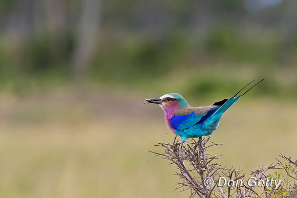 Lilac-breasted Roller