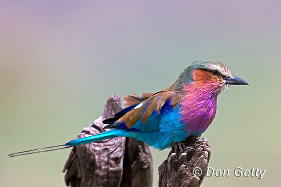 Lilac-breasted Roller