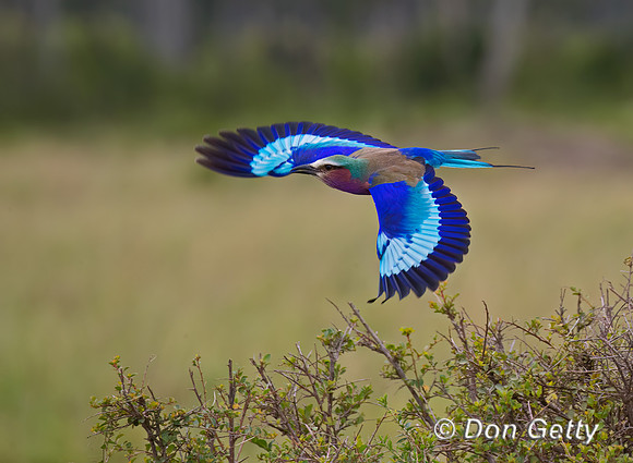 Lilac-breasted Roller