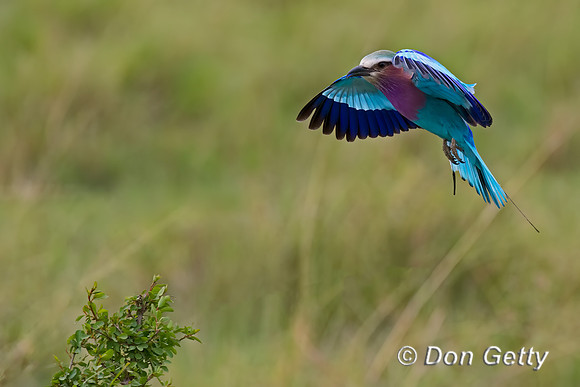 Lilac-breasted Roller