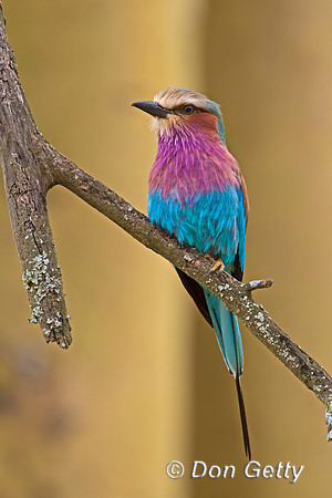 Lilac-breasted Roller