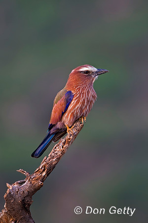 Purple Roller