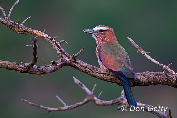 Purple Roller