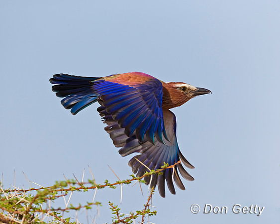 Purple Roller