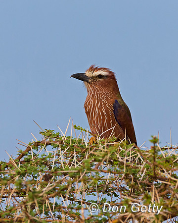 Purple Roller