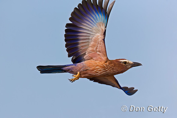 Purple Roller