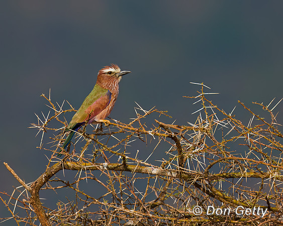 Purple Roller