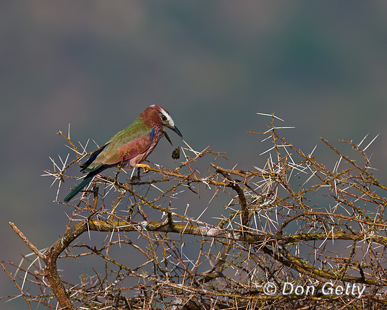 Purple Roller