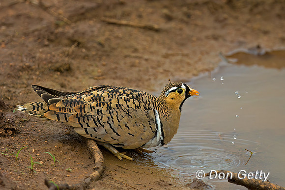 Black-faced Sandgrouse