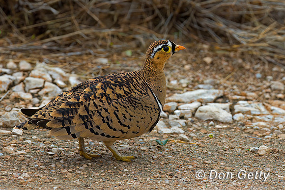 Black-faced Sandgrouse