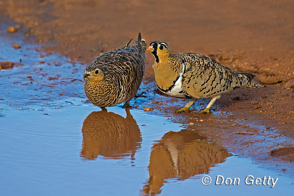 Black-faced Sandgrouse