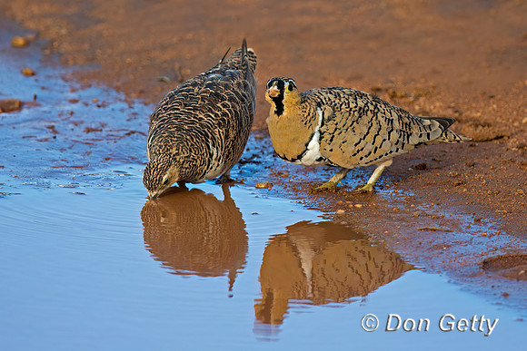 Black-faced Sandgrouse