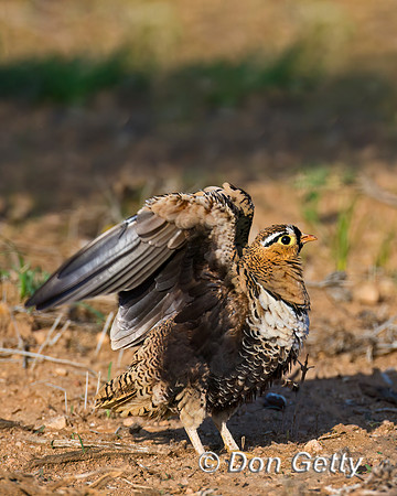Black-faced Sandgrouse
