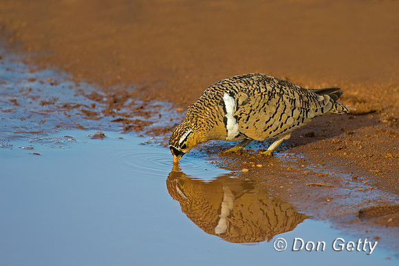 Black-faced Sandgrouse