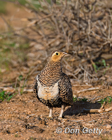 Black-faced Sandgrouse