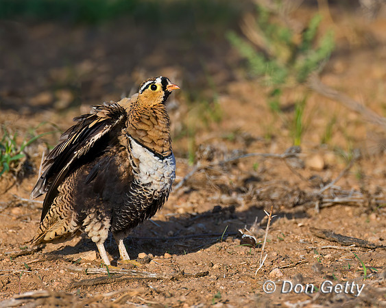 Black-faced Sandgrouse