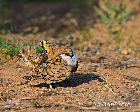 Black-faced Sandgrouse