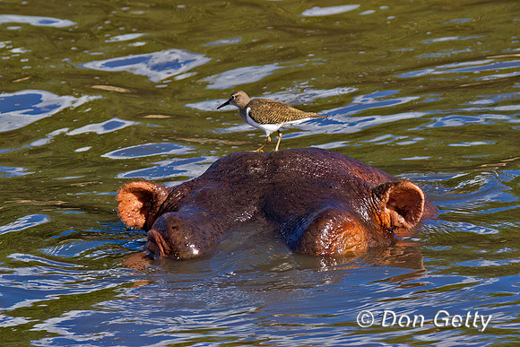 Common Sandpiper