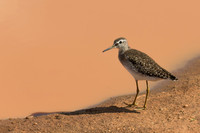 Wood Sandpiper
